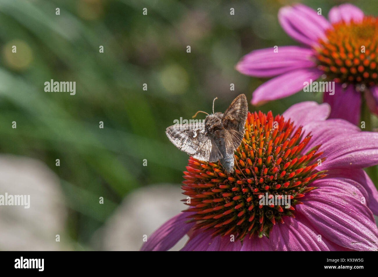 insects on Echinacea blossom, Hamburg, Germany Stock Photo Alamy