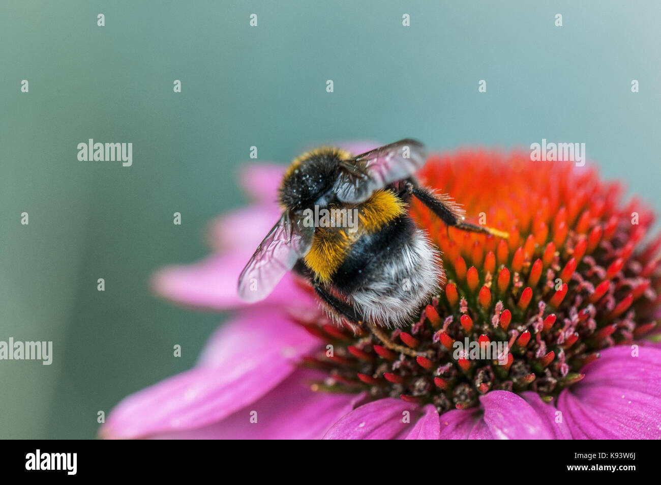 insects on Echinacea blossom, Hamburg, Germany Stock Photo Alamy