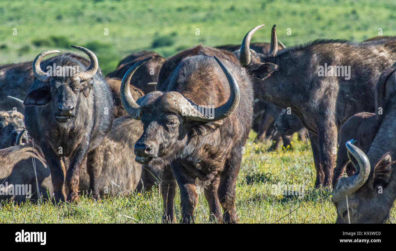 cape buffaloes at Addo Elephant National Park, Eastern Cape, South Africa Stock Photo
