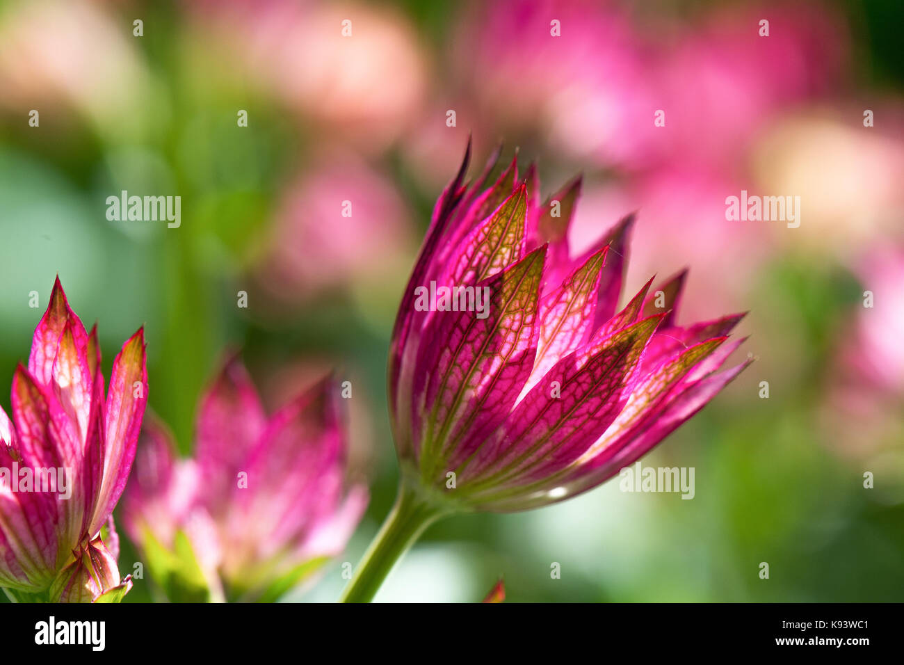 Astrantia major, garden flowers, Hamburg, Germany Stock Photo