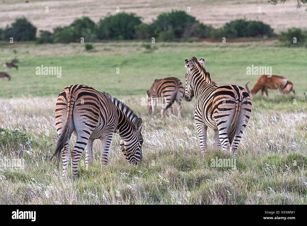 zebras in Addo Elephant National Park, Eastern Cape, South Africa Stock Photo