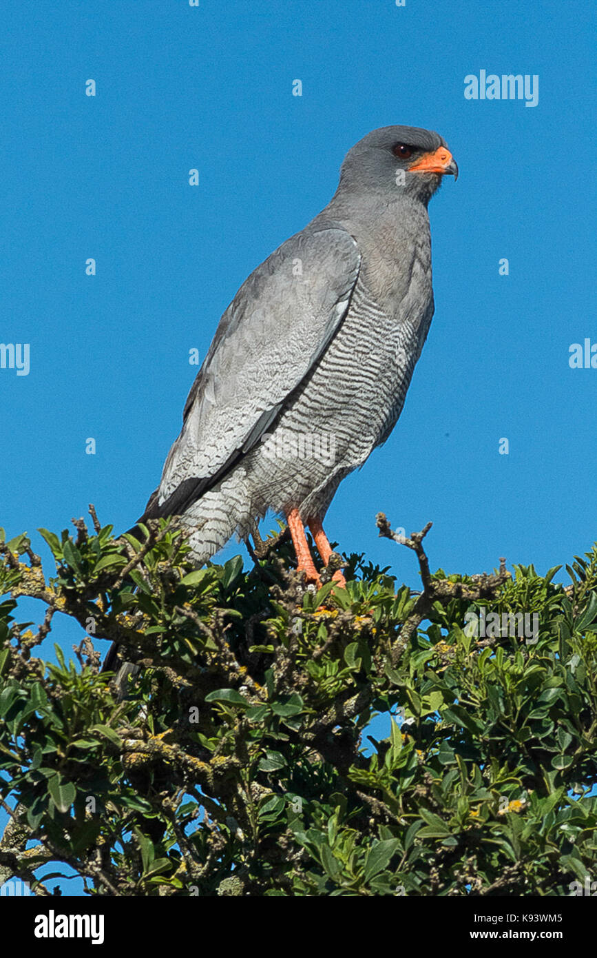 pale chanting goshawk at Addo Elephant National Park, Eastern Cape, South Africa Stock Photo