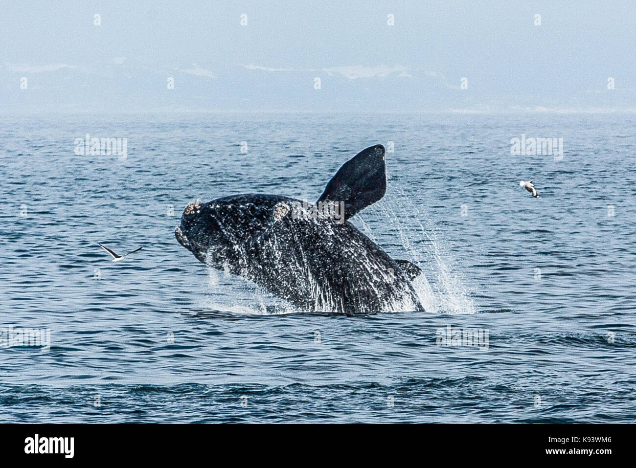 Southern right whales off Hermanus, Walker Bay, South Africa Stock Photo