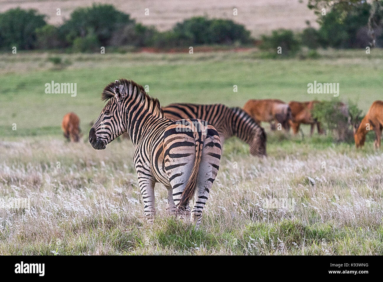 Zebras and hartebeest in Addo Elephant National Park, Eastern Cape, South Africa Stock Photo