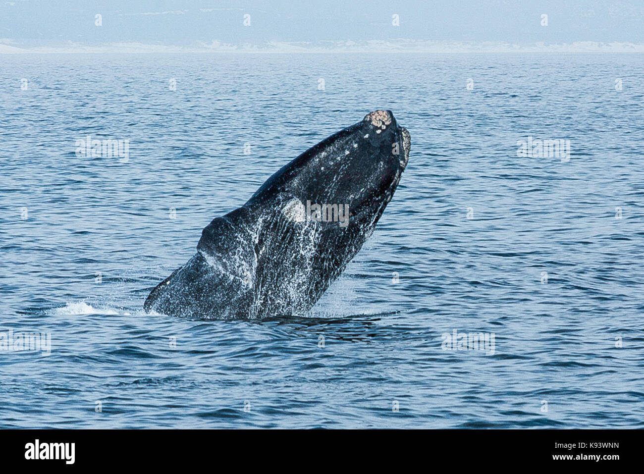 Southern right whales off Hermanus, Walker Bay, South Africa Stock Photo