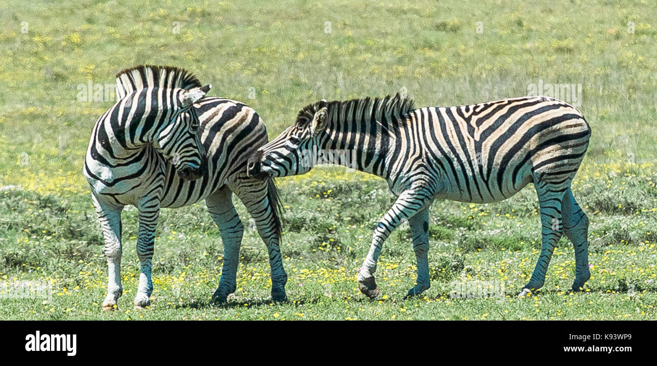 zebras in Addo Elephant National Park, Eastern Cape, South Africa Stock Photo