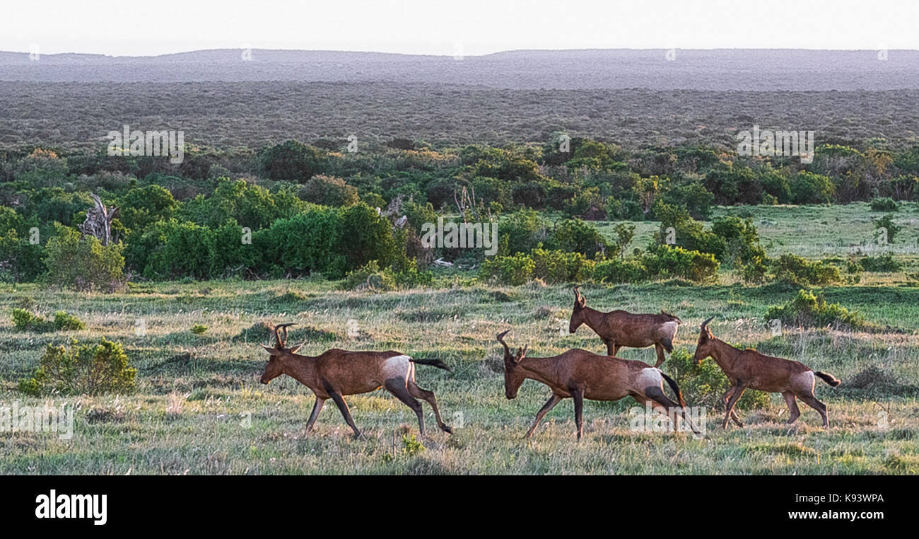 hartebeest at Addo Elephant National Park, Eastern Cape, South Africa Stock Photo
