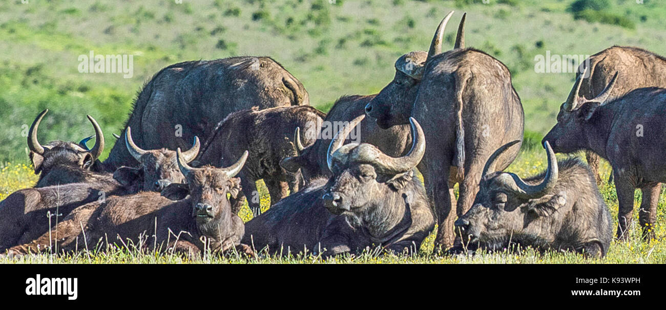 cape buffaloes at Addo Elephant National Park, Eastern Cape, South Africa Stock Photo