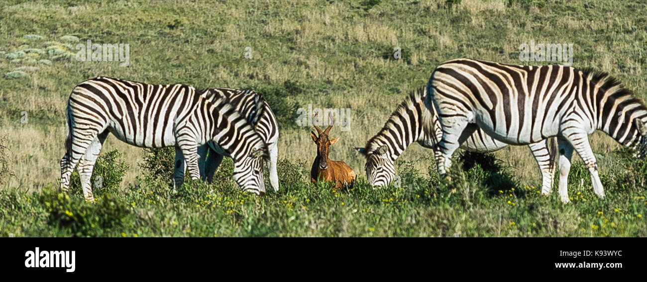 Zebras and hartebeest in Addo Elephant National Park, Eastern Cape, South Africa Stock Photo