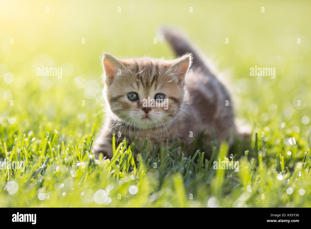 baby cat in green grass outdoor Stock Photo