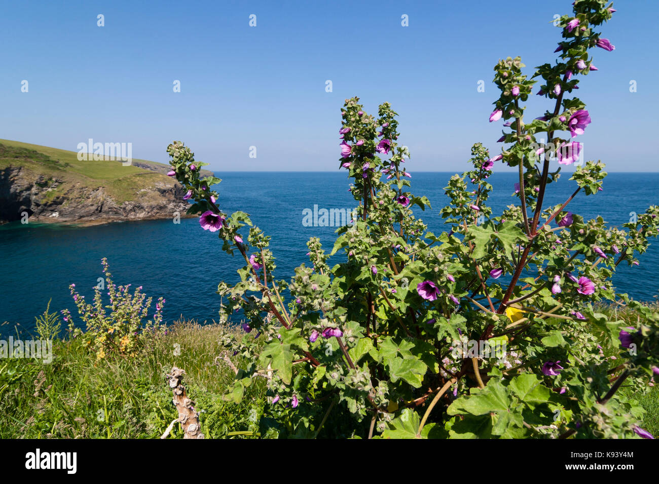 Malva sylvestris, tree mallow, a UK wildflower growing on the clifftop above Port Issac in Cornwall Stock Photo