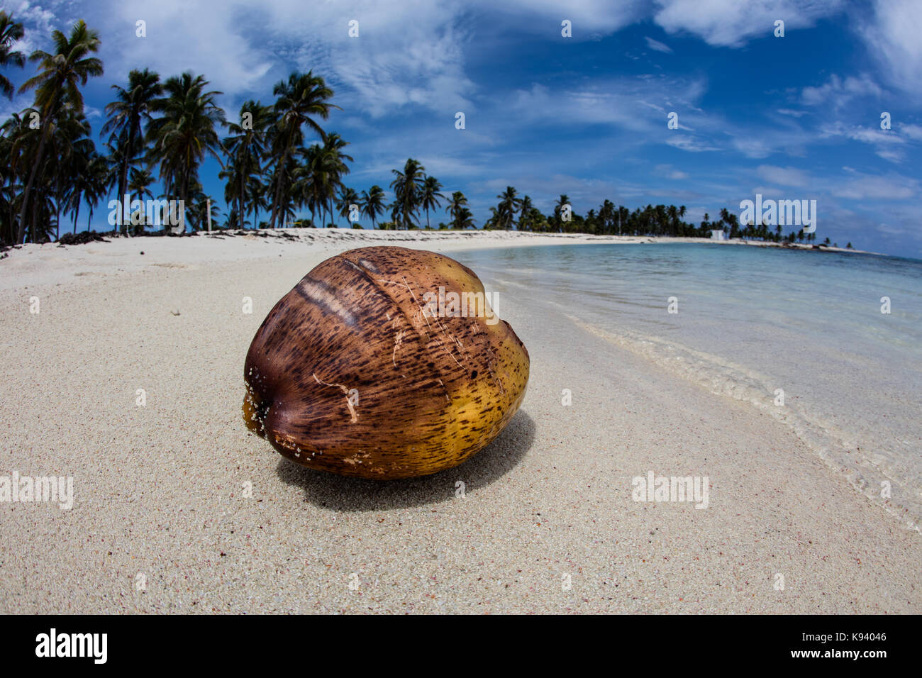 A coconut washes up on Half Moon Caye, a remote island in Lighthouse