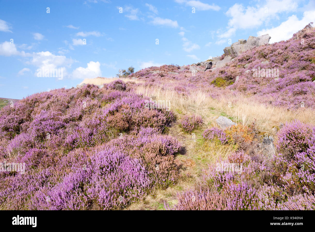 Derbyshire, UK - Aug 2015: Pathway through pink flowering heather up a steep hillside on 28 Aug at Burbage South Edge, Peak District Stock Photo