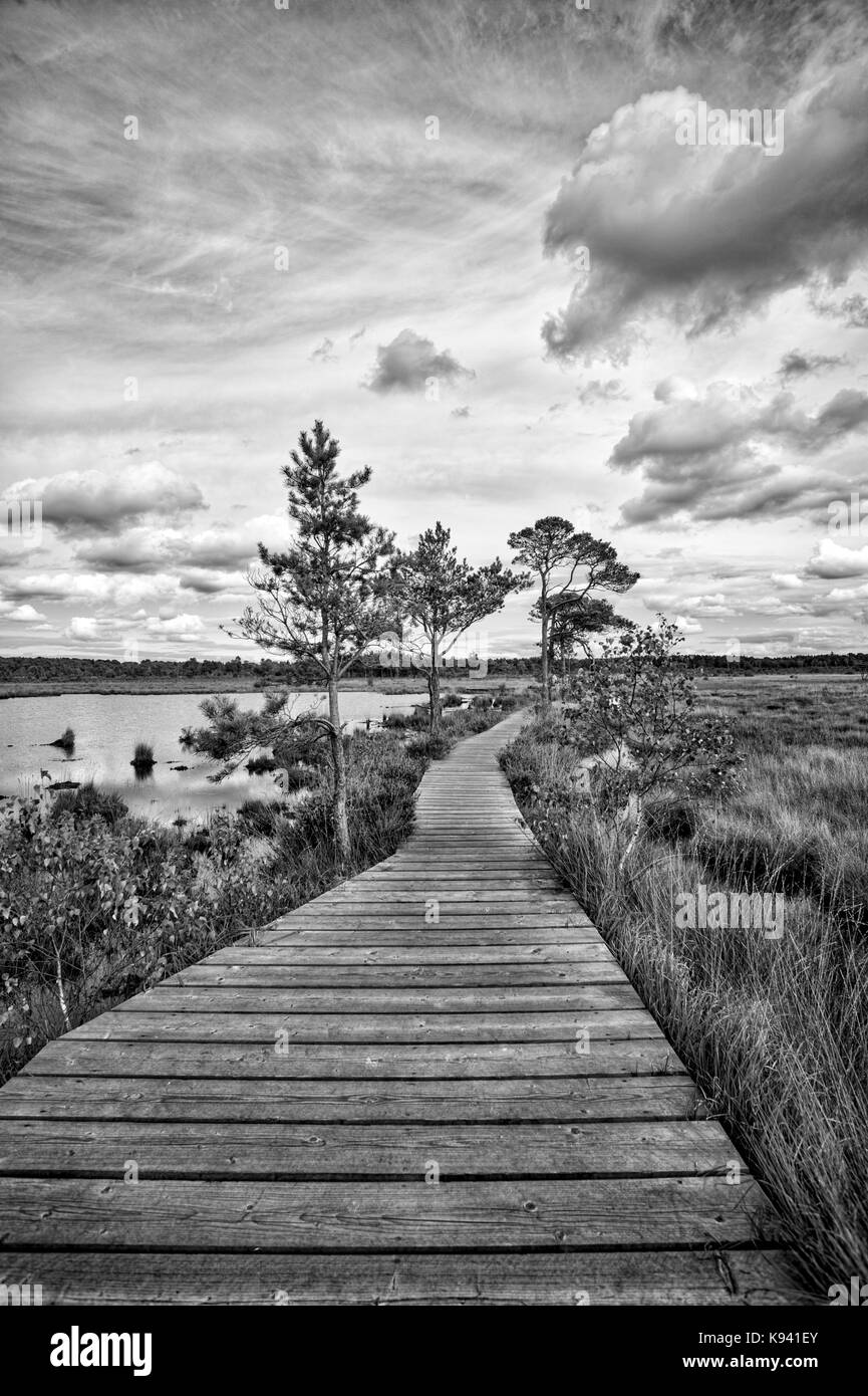 wooden boardwalk nature trail through wetlands Stock Photo