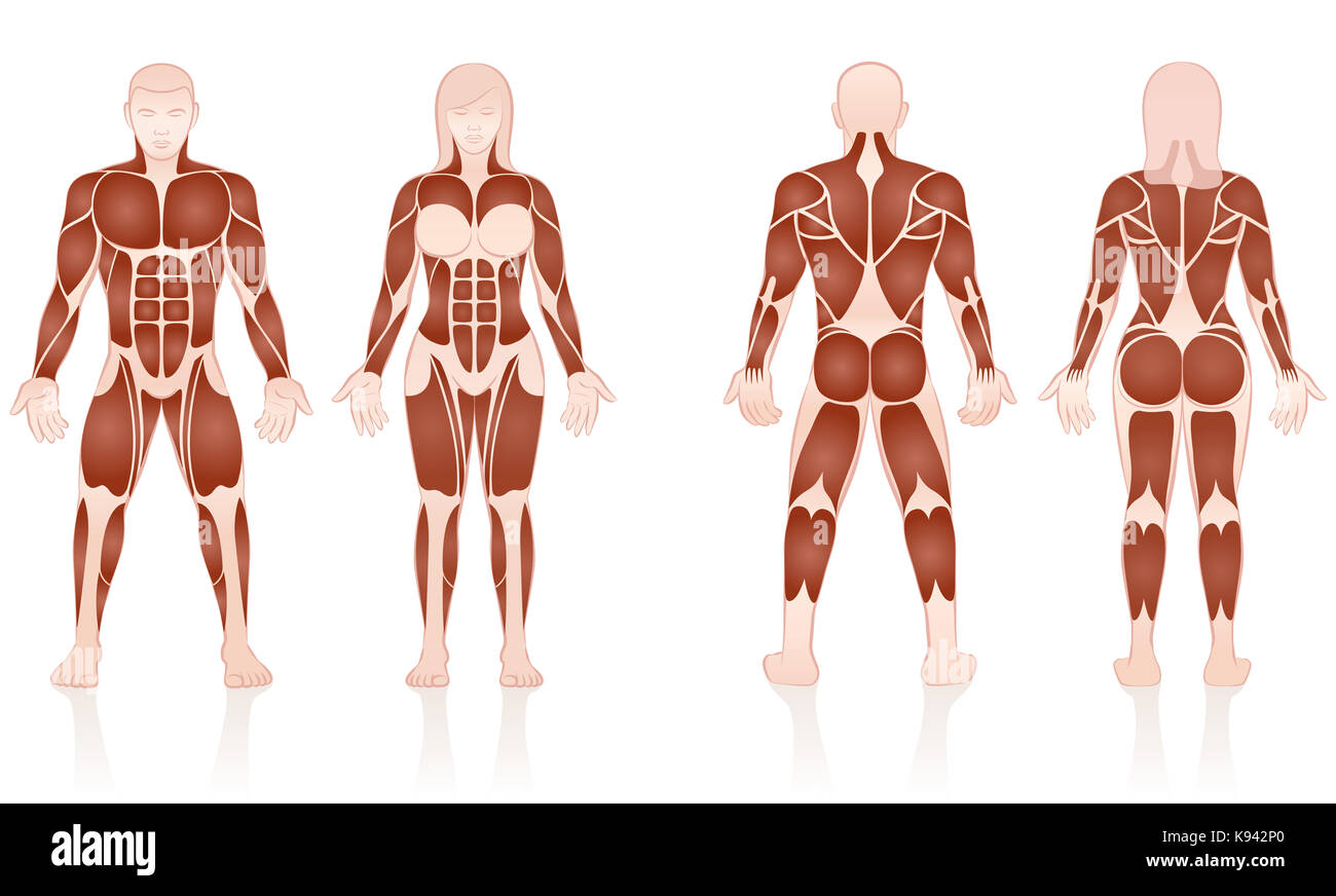 Male and female muscles - large muscle groups of men and women in comparison - front and back view - illustration on white background. Stock Photo