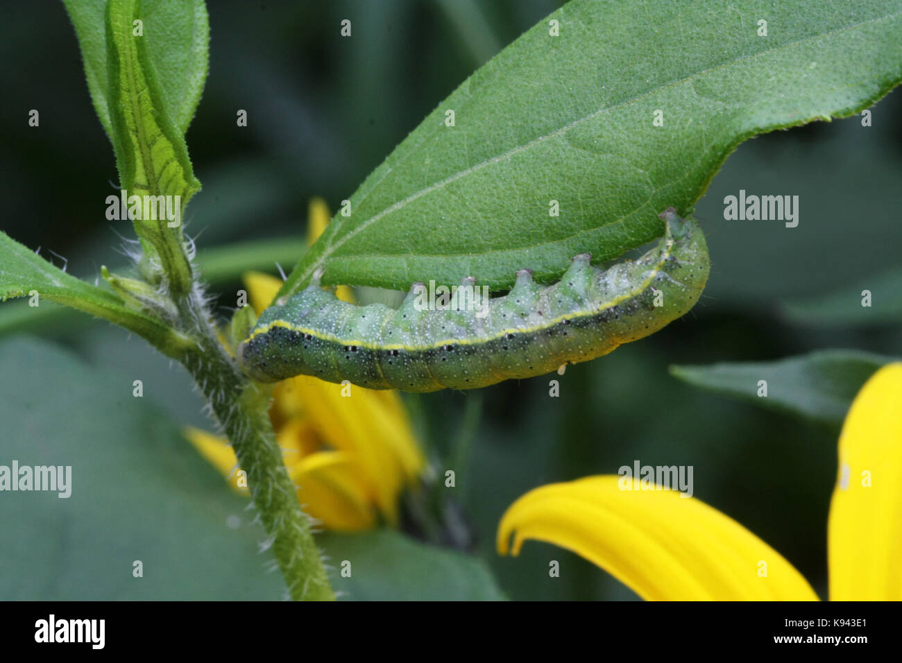 Green caterpillar of the cabbage butterfly crawling on a green leaf Stock Photo