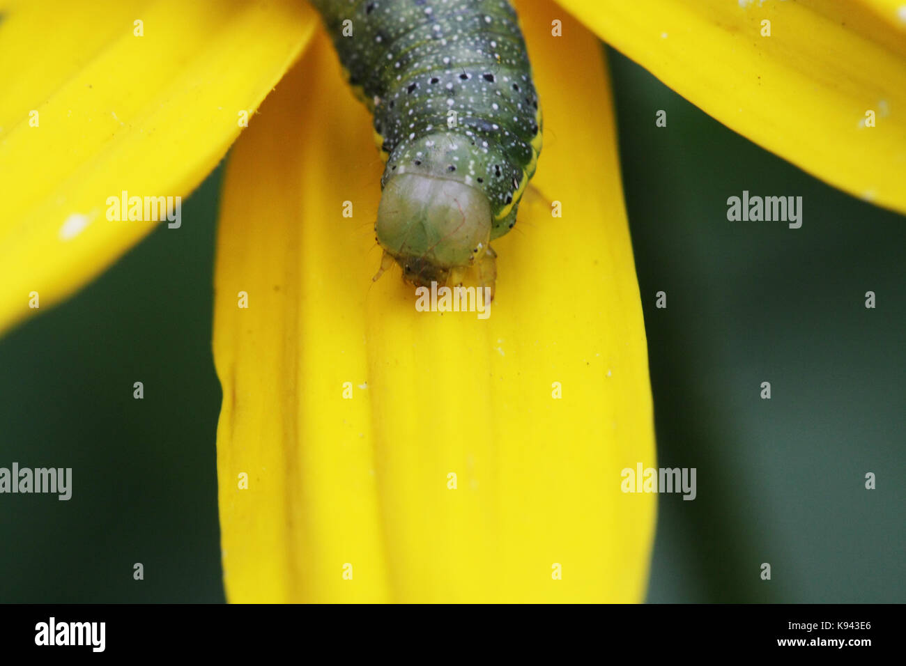 Green caterpillar of the cabbage butterfly crawling on a yellow flower Stock Photo