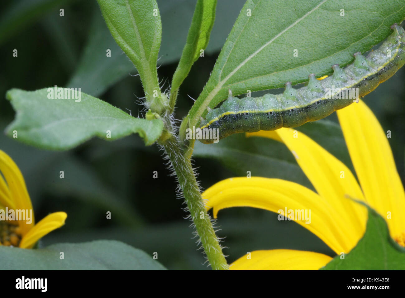 Green caterpillar of the cabbage butterfly crawling on a green leaf ...