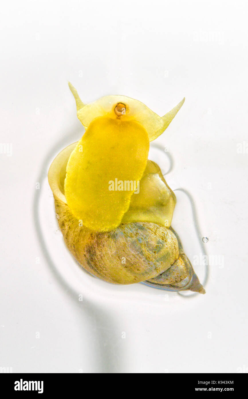Underview of a swimming Common Pond Snail (Lymnaea stagnalis). Stock Photo