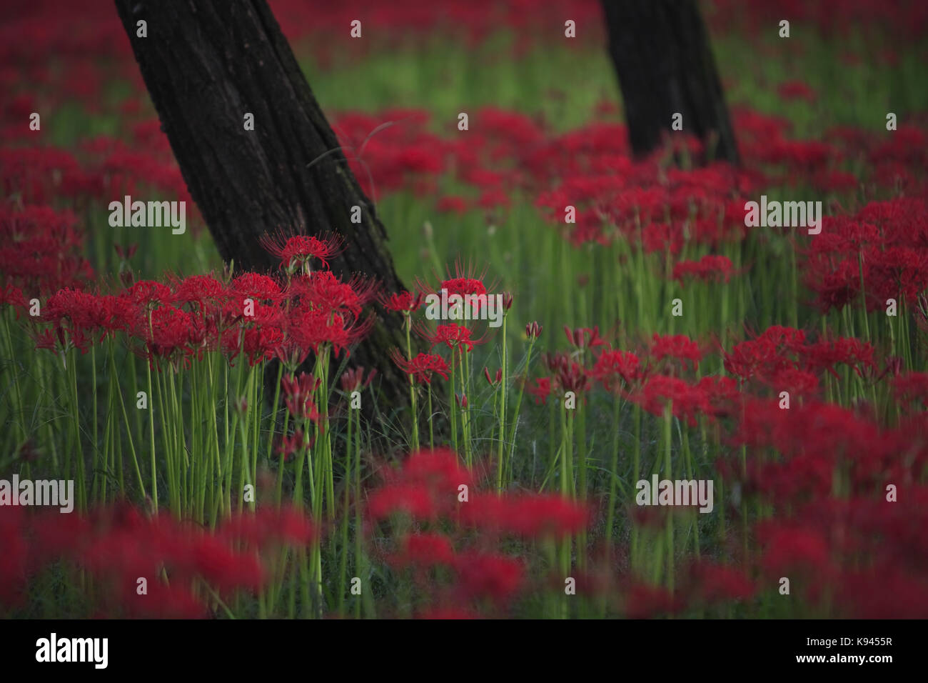 Close up of a field of vibrant red higanbana Equinox flowers Stock