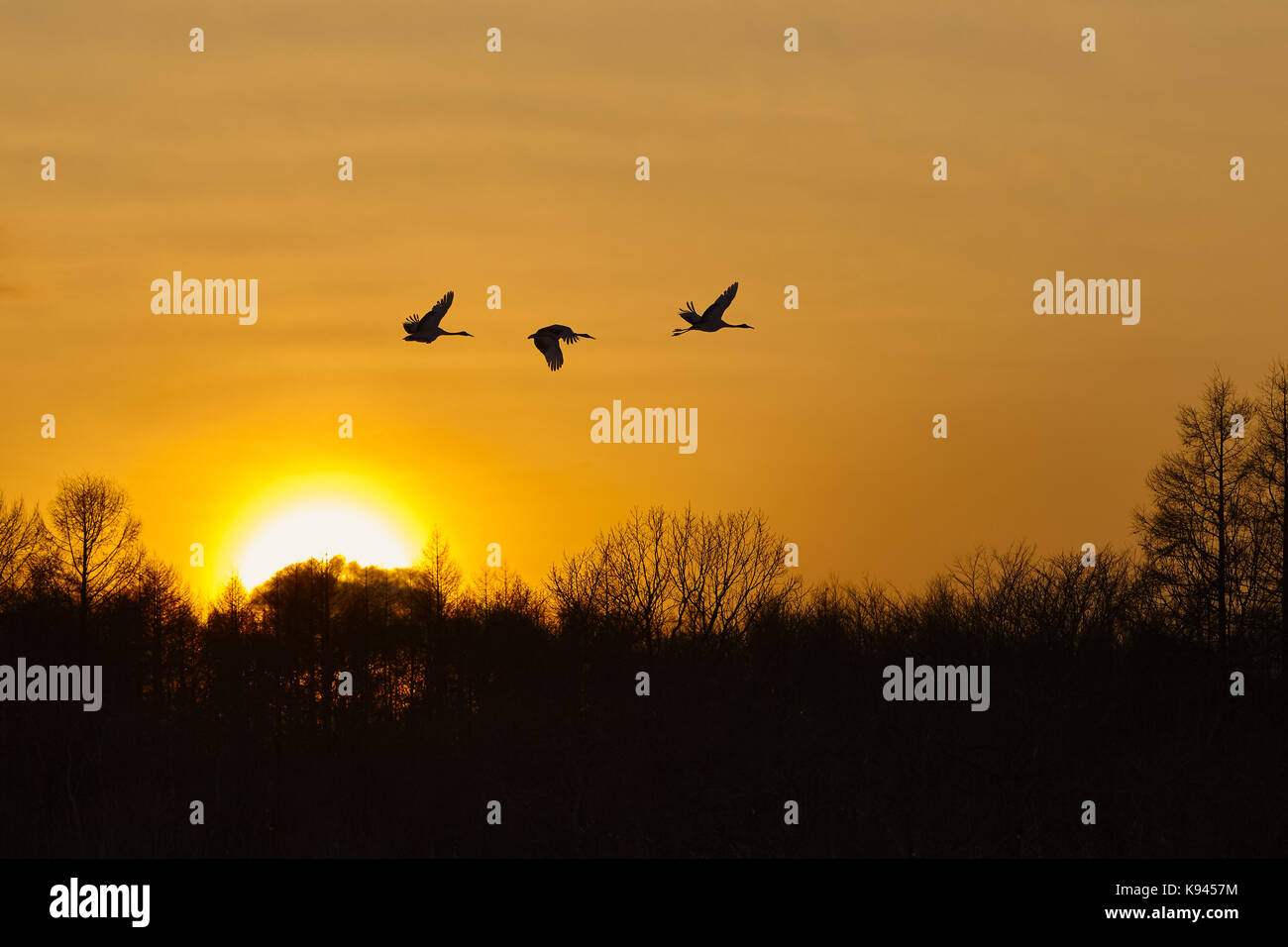 Red crowned crane flying sunset hi-res stock photography and images - Alamy