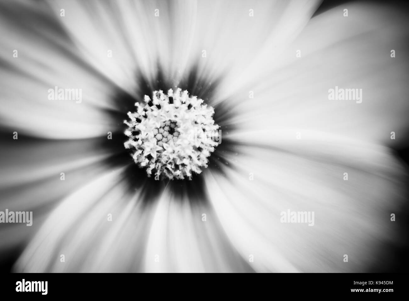 Black and white close up of Cosmos flower Stock Photo - Alamy