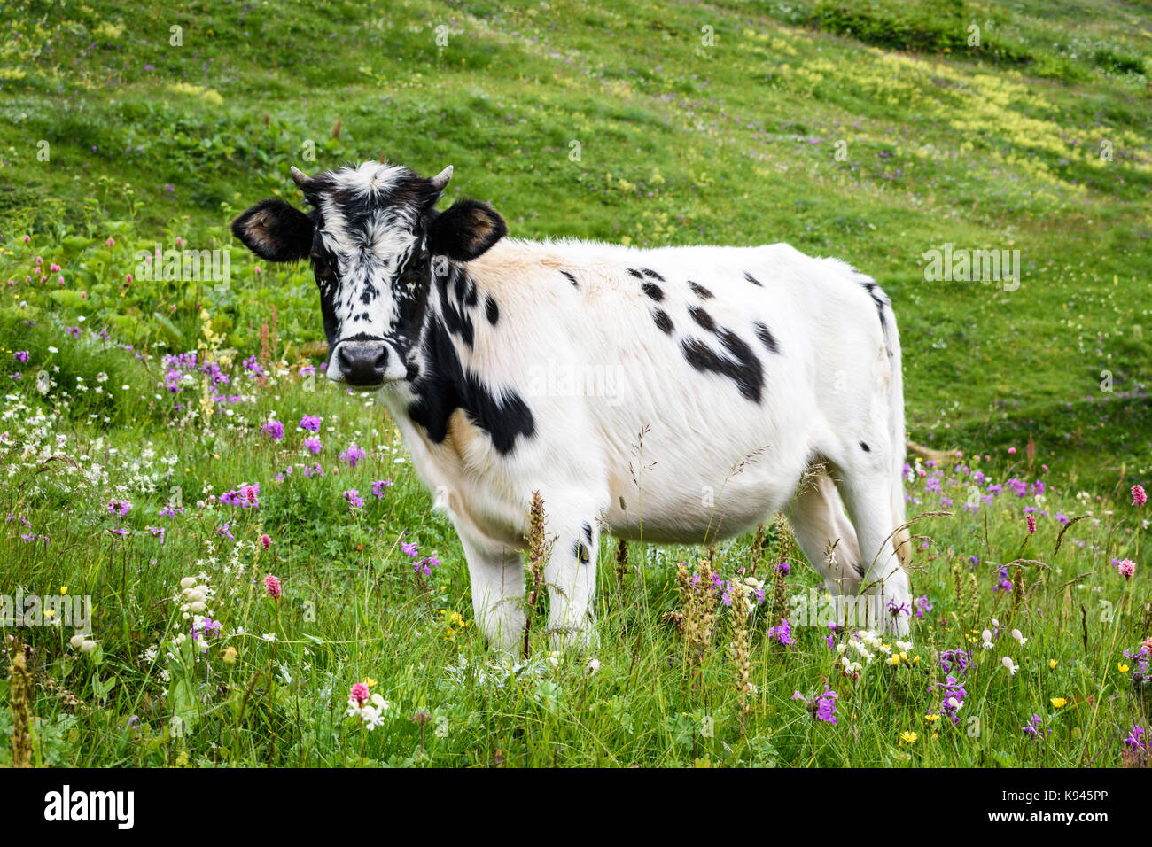A cow with a white and black spotted hide standing in grassland, meadow pasture with wildflowers, Georgia. Stock Photo