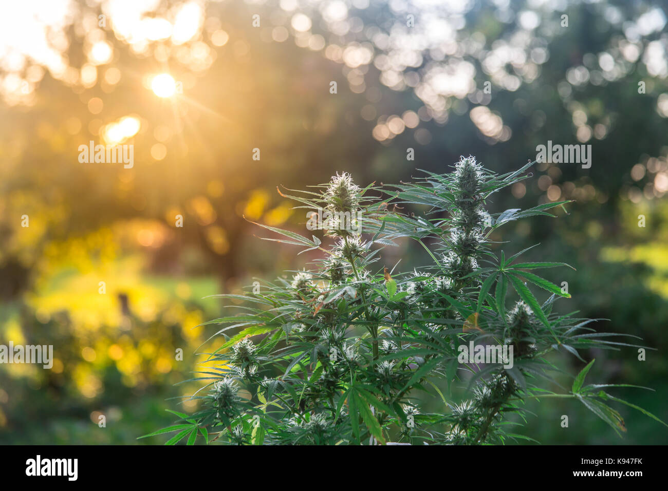 A medicinal cannabis sativa plant in the sunset Stock Photo