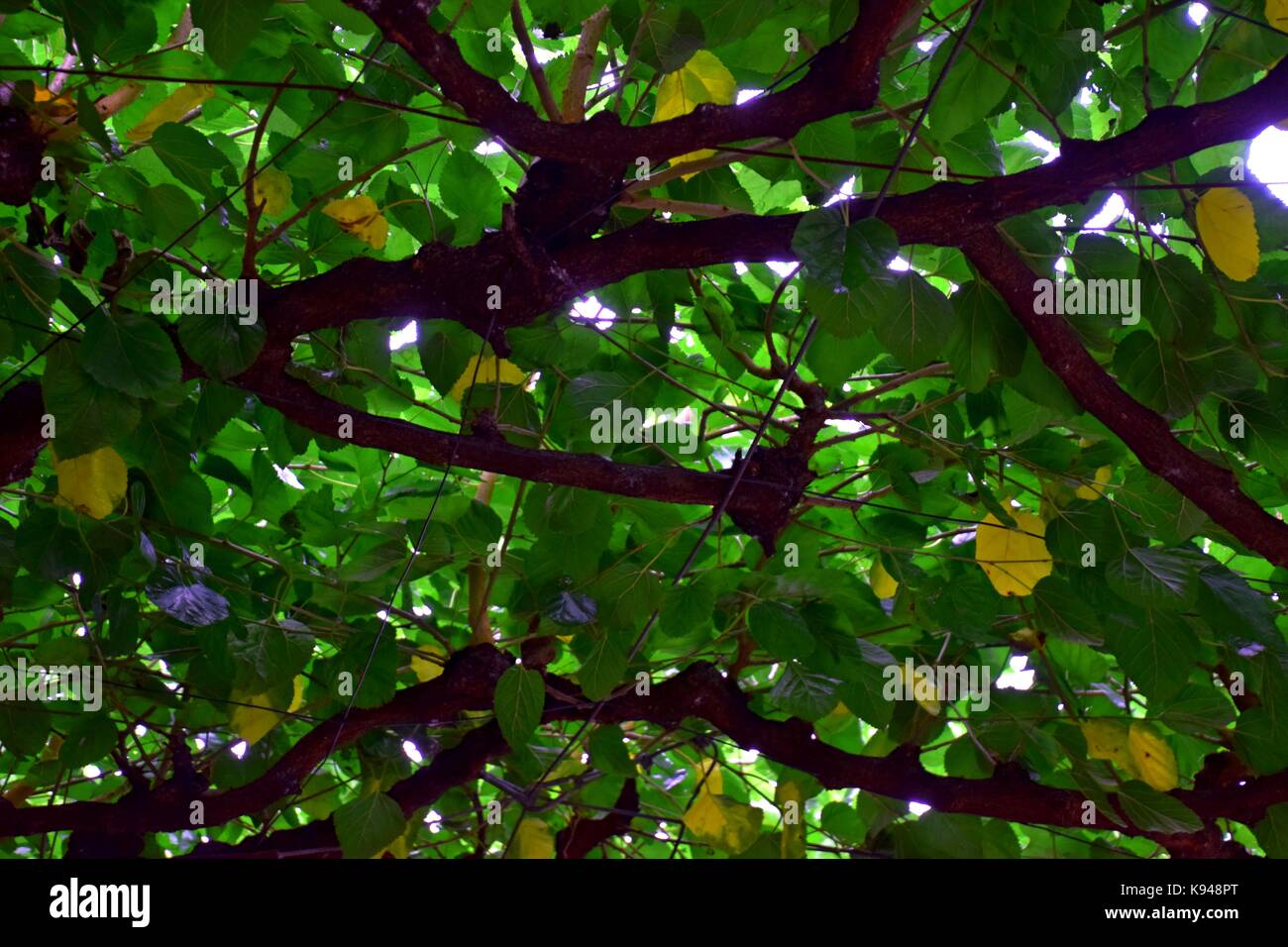 Abstract Roof of aristolochia macrophylla at lake garda, italy, dome or top of a dutchman´s pipe, ranks of a pipevine Stock Photo