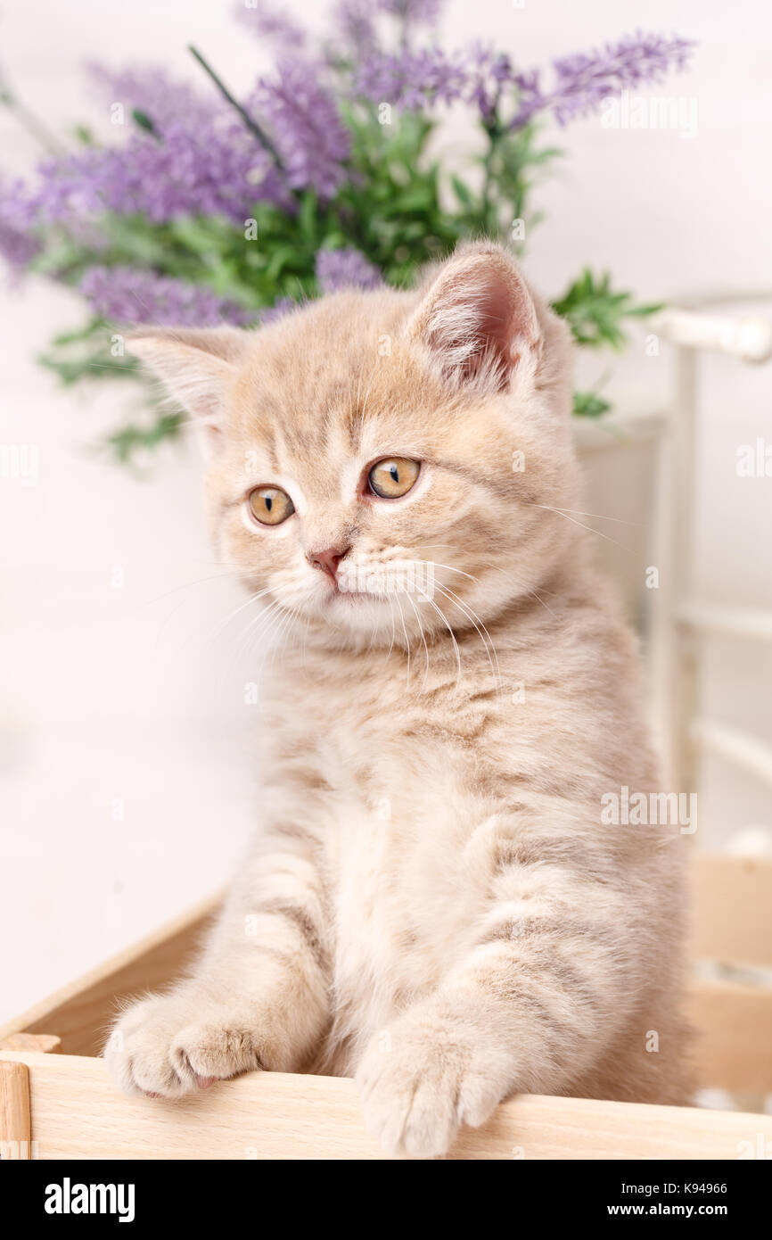 Scottish fold cat. Baby animal portrait Stock Photo