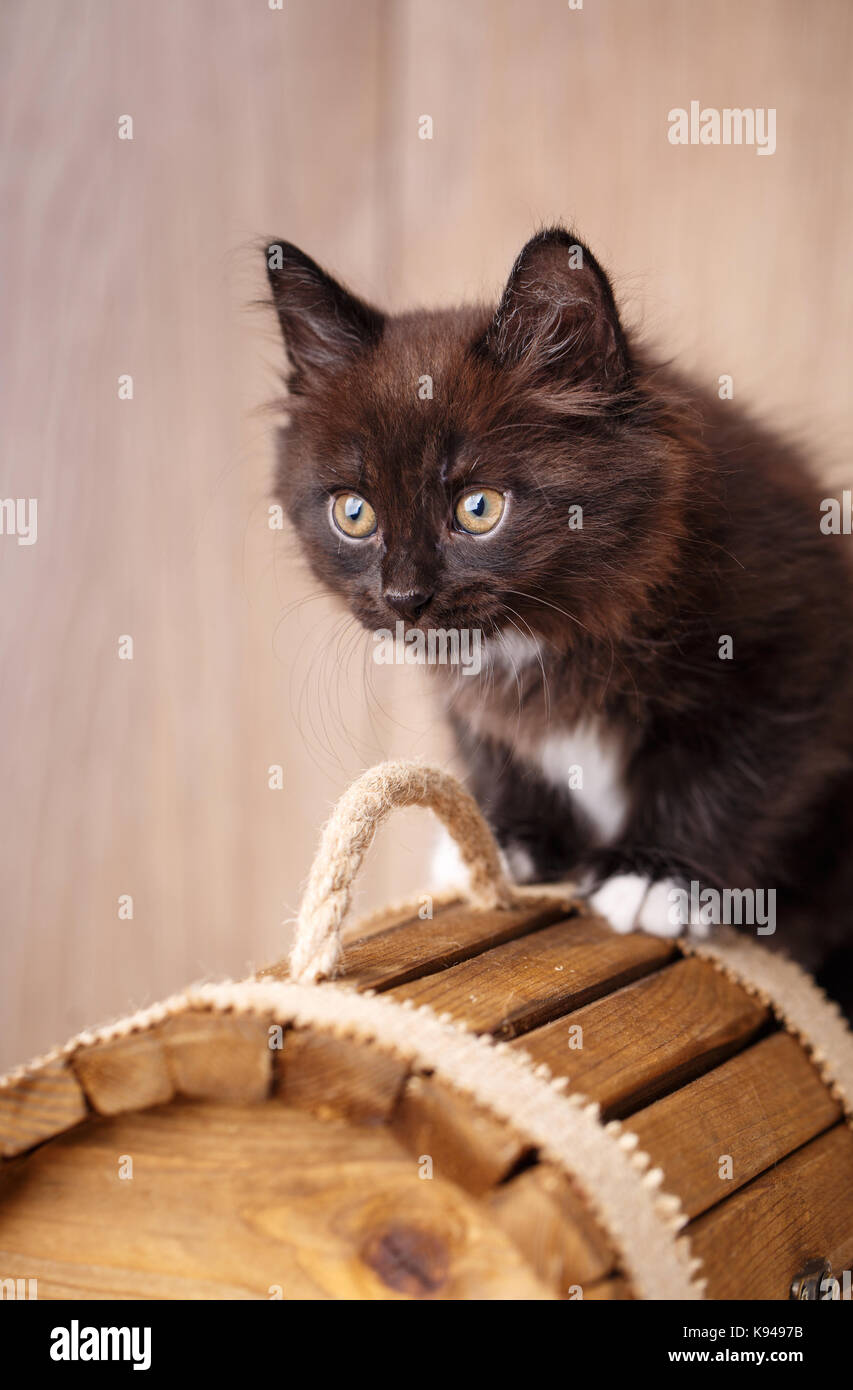 Black cat portrait on a wooden background Stock Photo - Alamy