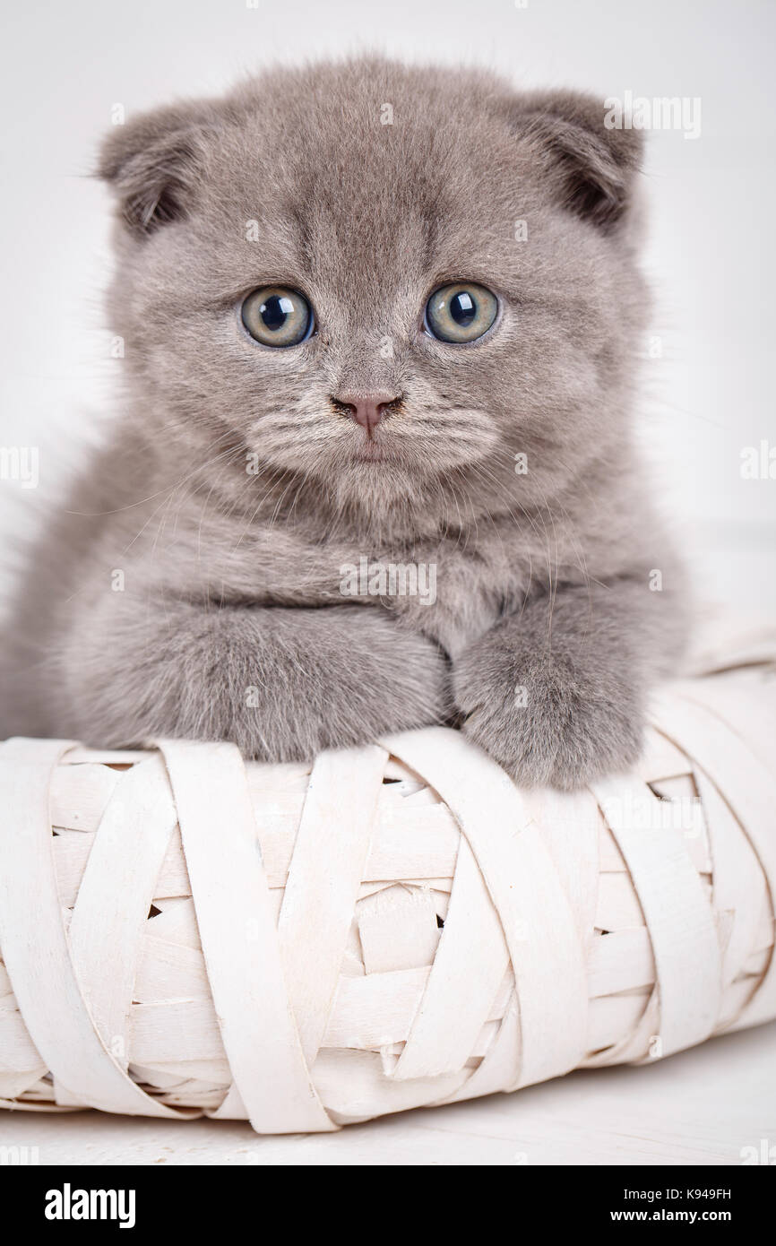 A true friend. Cute kitty. Scottish kitten portrait. Cat at home. Stock Photo