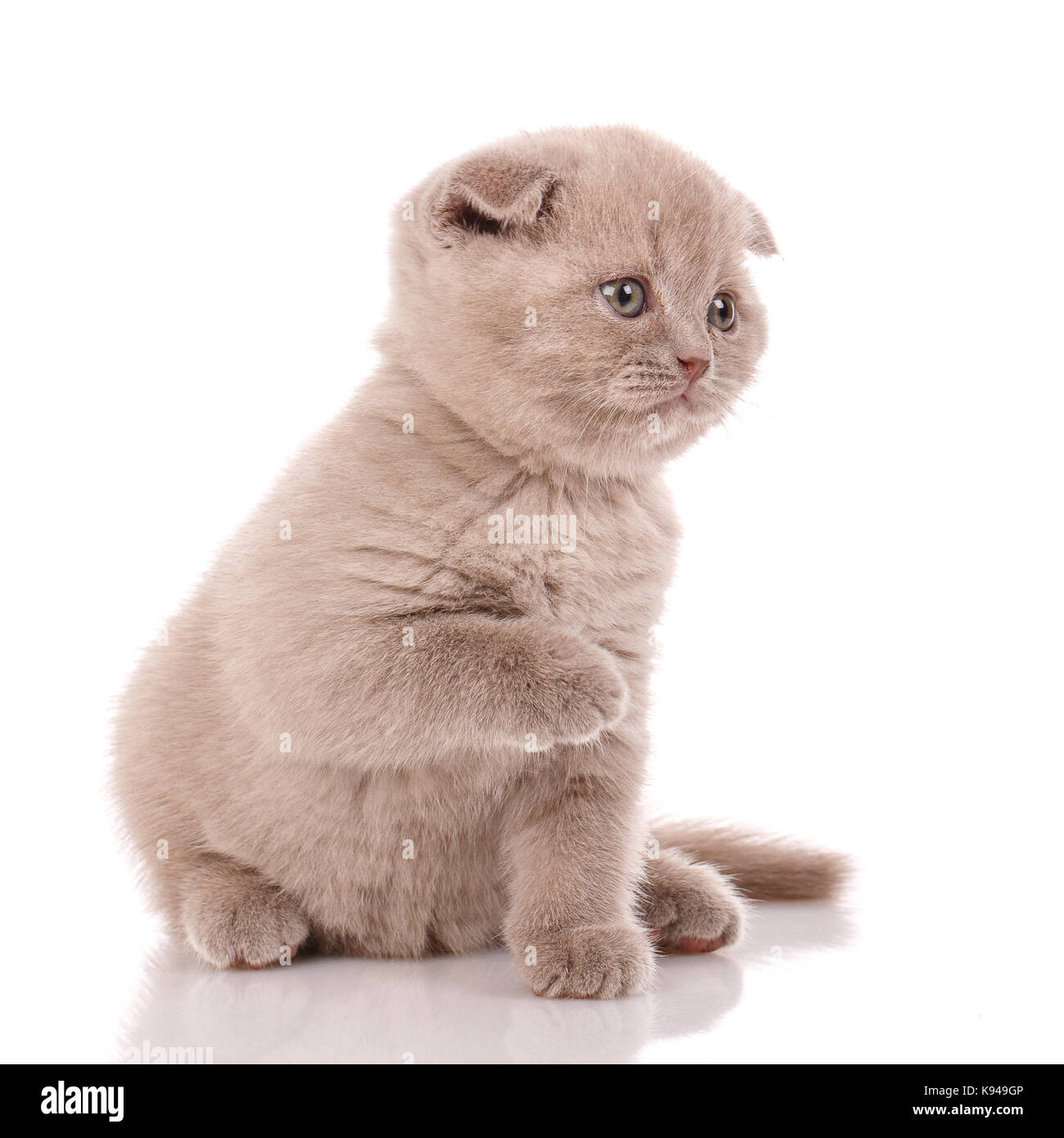 Portrait of cute scottish fold kitten Stock Photo