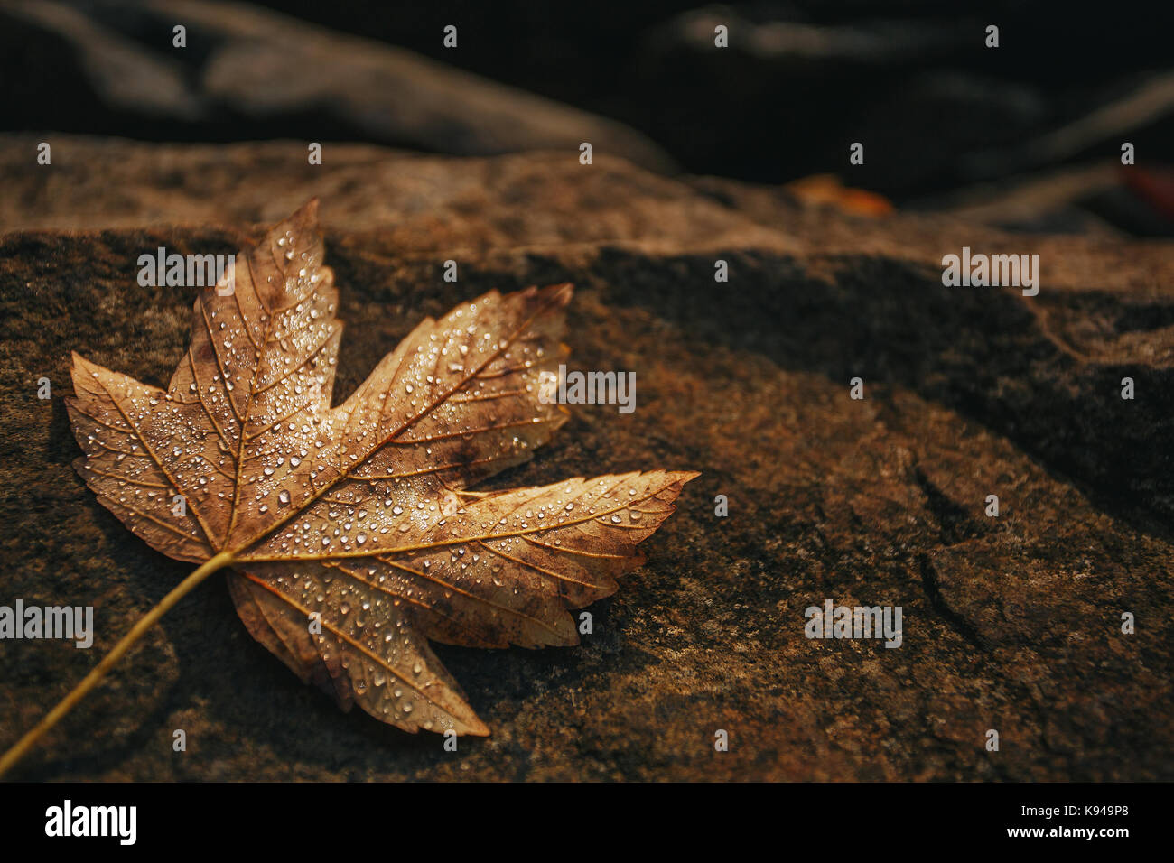 Maple leaf is covered with drops of dew on a stone. Autumn background. Stock Photo