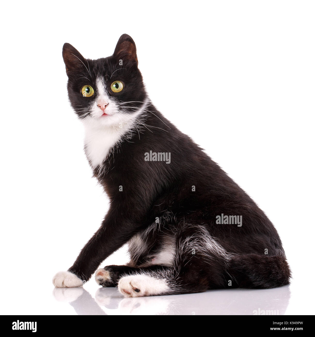 Cat poster. Black and white cat sits. Stock Photo