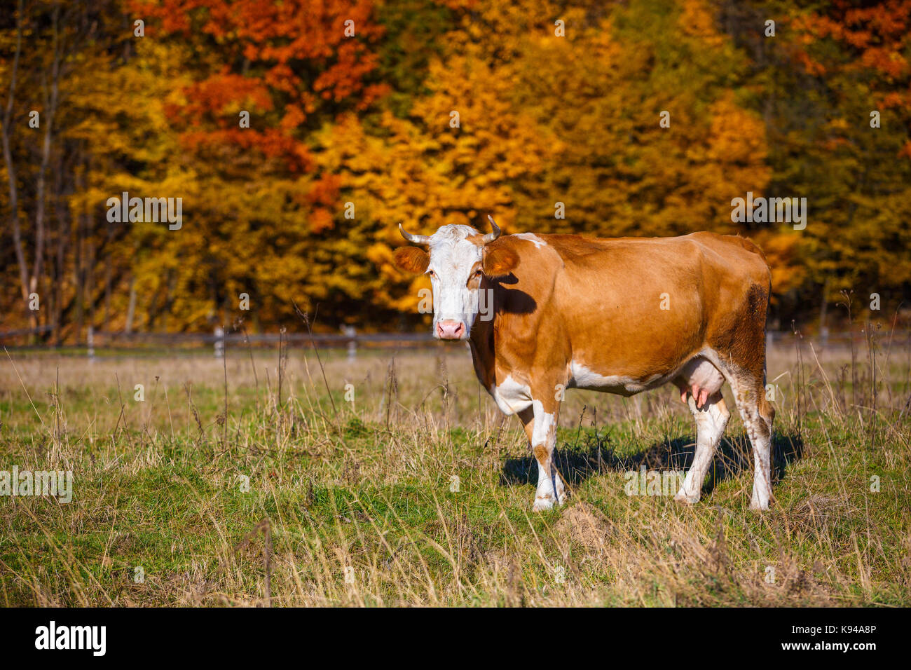 Autumn landscape cow graze. Cow grazing in meadow in autumn. Stock Photo