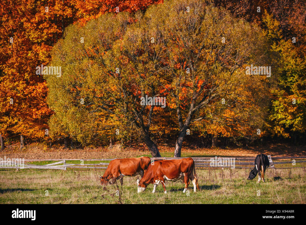 Cows graze on the outskirts of the autumn forest. Stock Photo