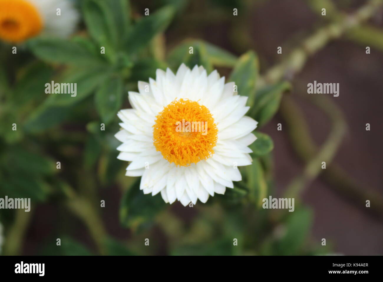 Beautiful white flower before and after blooming in the Singapore