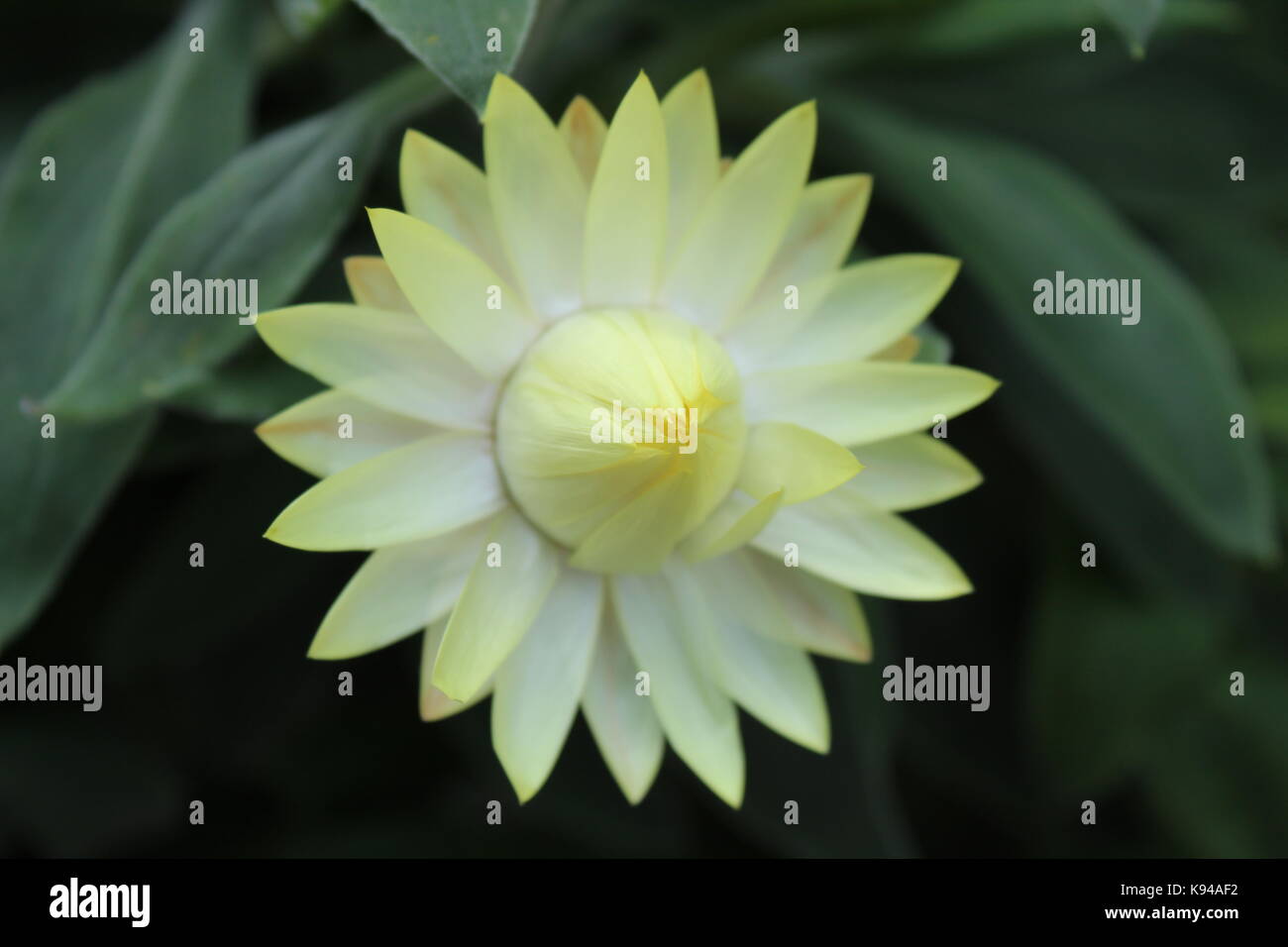 Beautiful white flower before and after blooming in the Singapore