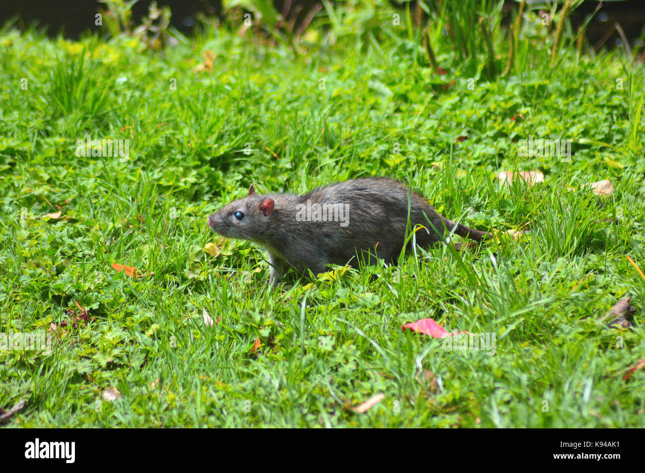 A rat king hi-res stock photography and images - Alamy