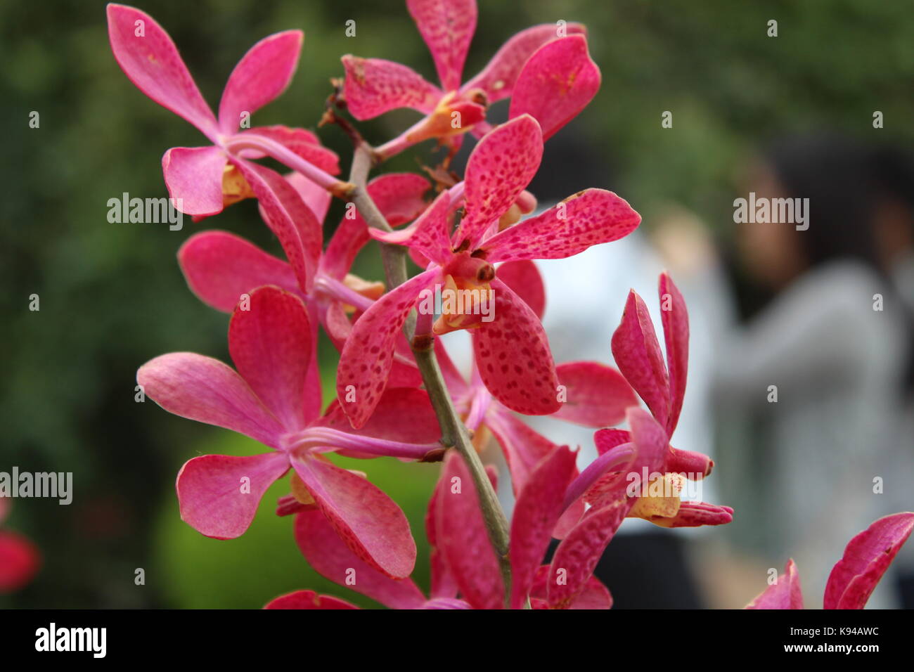 Blood Orchid Flower
