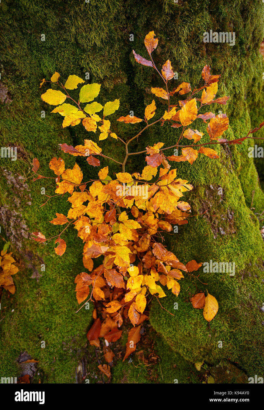 Strong green tree hi-res stock photography and images - Alamy