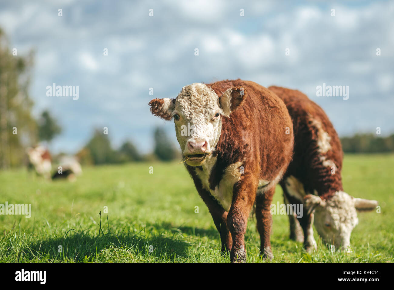 Cows on a summer pasture Stock Photo - Alamy
