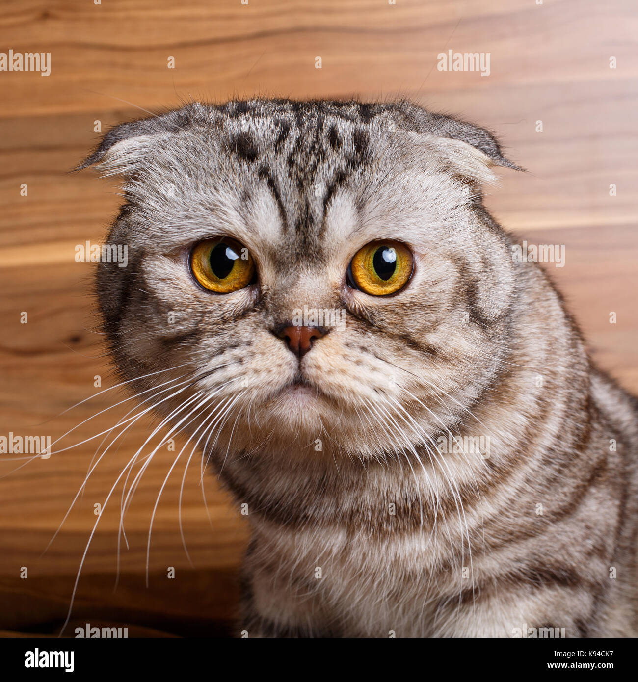 bicolor stripes cat with yellow eyes Scottish Fold Stock Photo