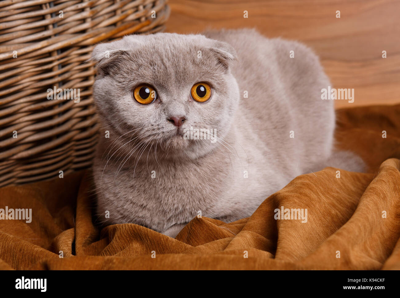 gray cat with yellow eyes Scottish Fold Stock Photo