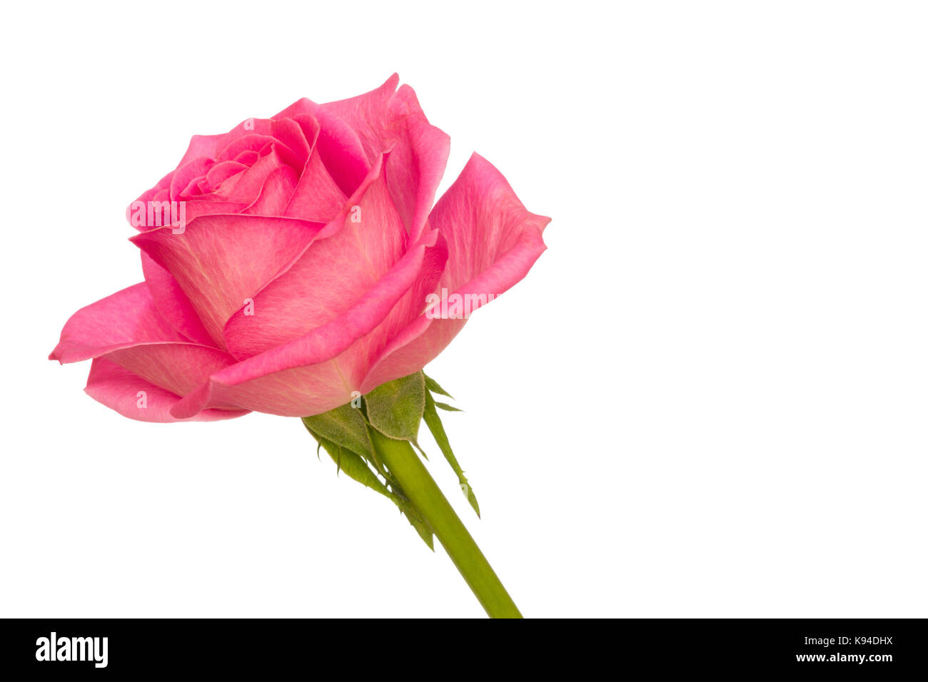 Single pink rose isolated on a pure white background Stock Photo - Alamy