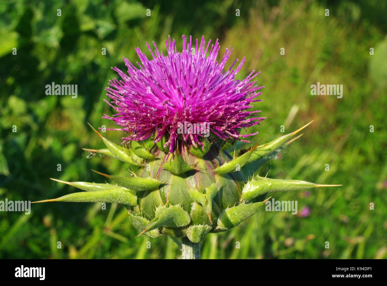 this is Silybum marian, the milk sthistle, from the family Asteraceae Stock Photo