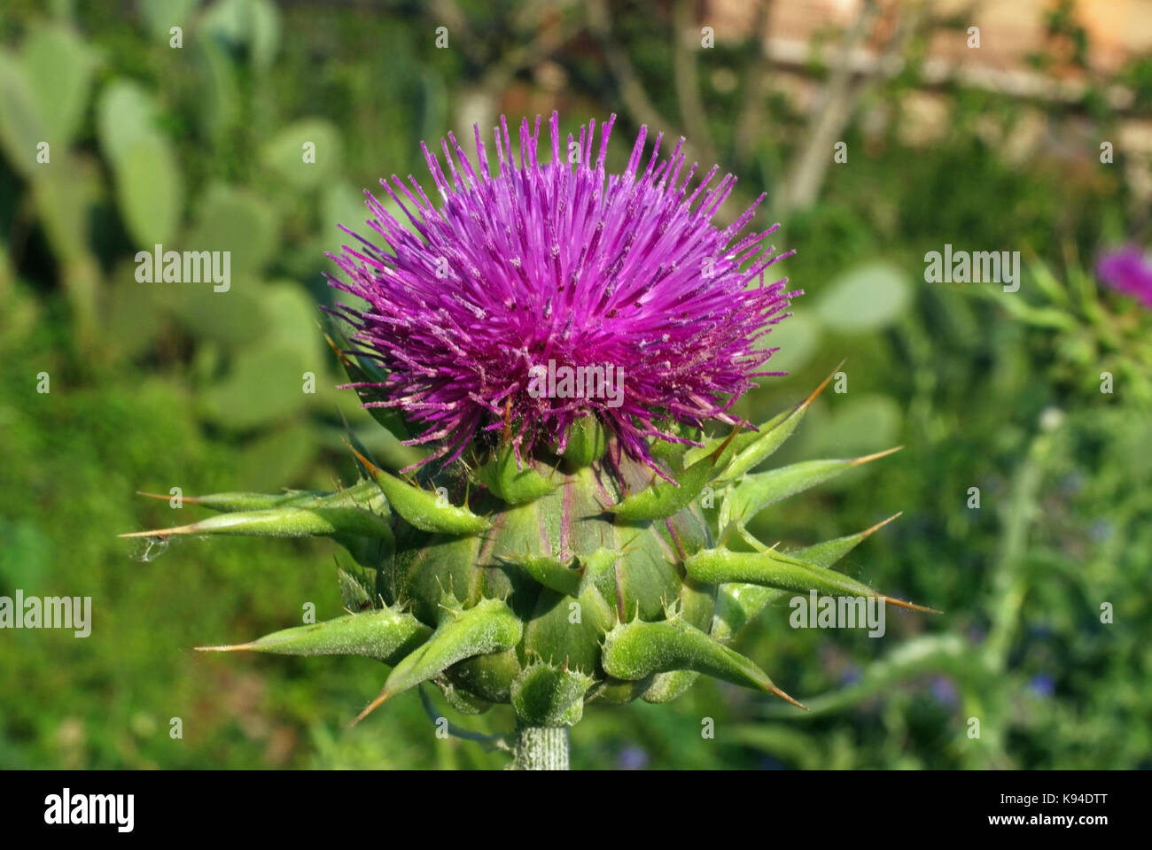 this is Silybum marian, the milk sthistle, from the family Asteraceae Stock Photo