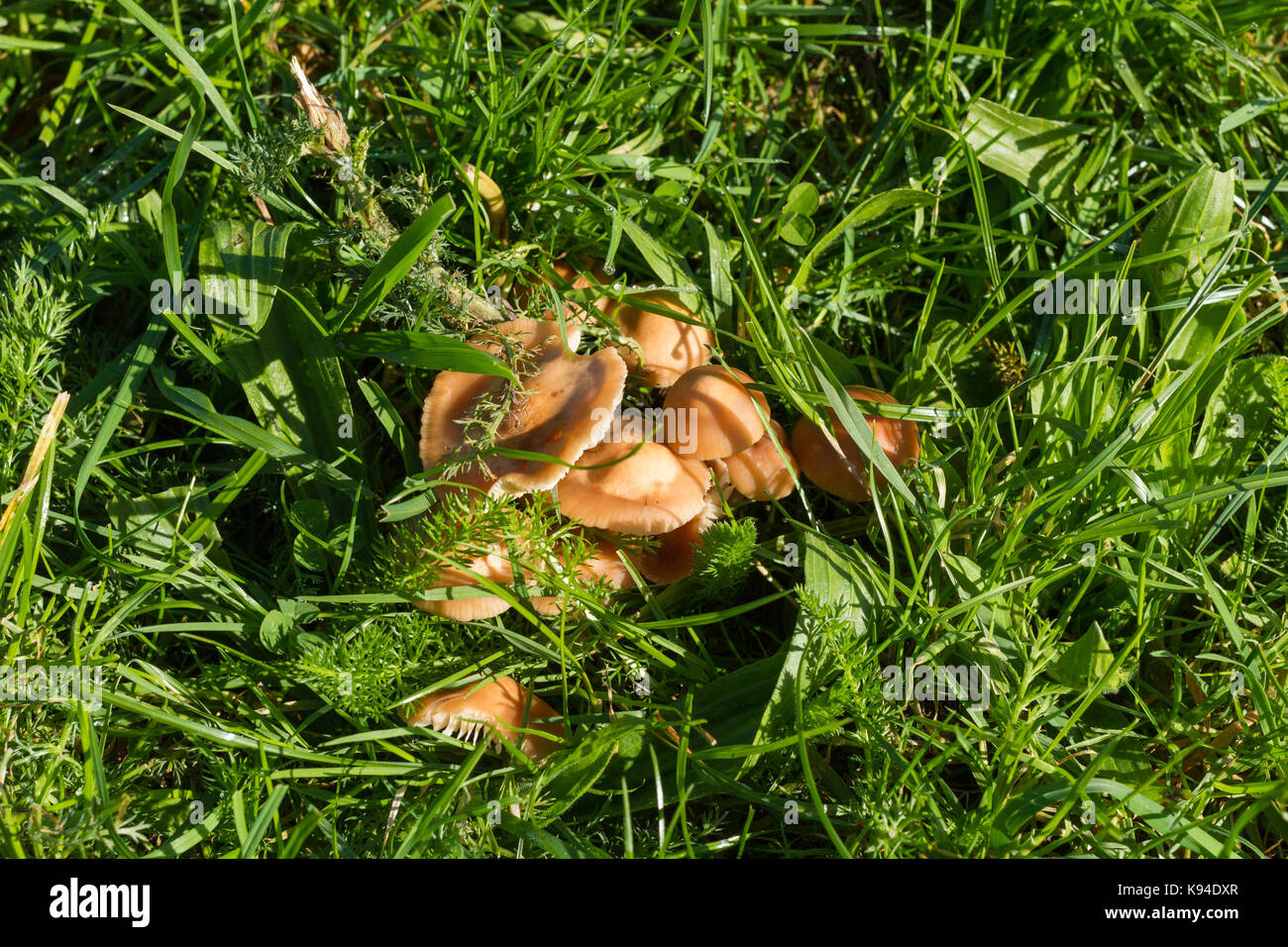 Marasmius Oreades, fairy ring champignon, wild mushrooms growing on grass in early autumn, Turbary Common nature reserve, Dorset, UK Stock Photo