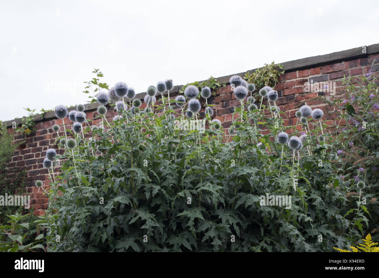 Plants, shrubs, trees and flowers in Canal Gardens, Roundhay Park